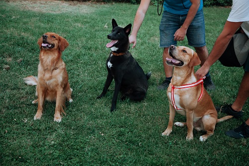 Formation pour éducateur canin comportementaliste